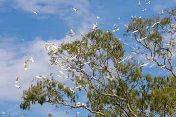 Flock of Australian Little Corella's (Cacatua sanguinea)