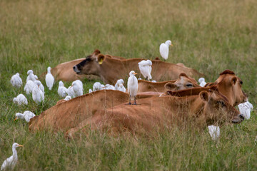 Cattle Egret's perched on dairy cows