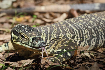 Australian Lace Monitor lizard flickering it's tongue