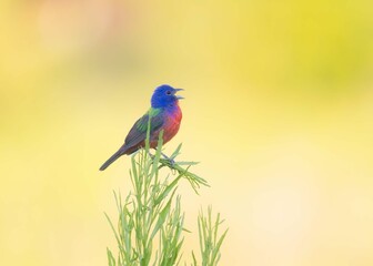 Painted Bunting