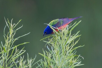 Painted Bunting