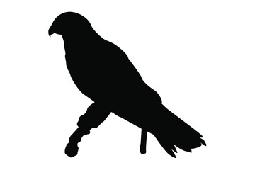 Eagle Silhouette Vector
