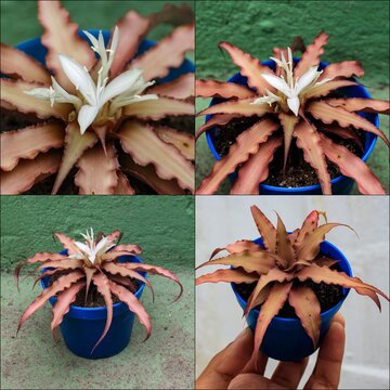 Flowering of Cryptanthus bivittatus - Mini Bromeliad Estrela da terra