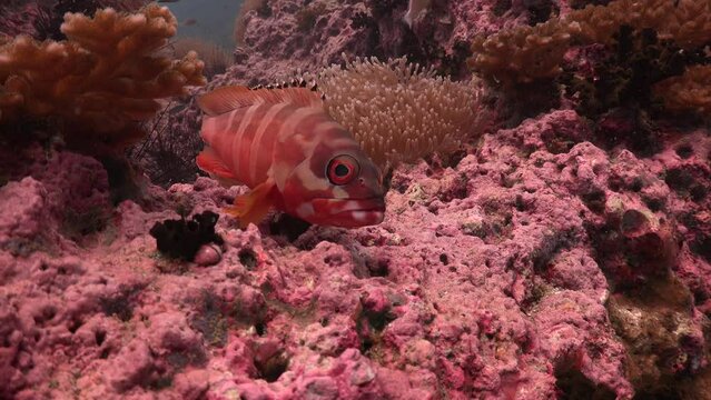 Black-tipped Grouper( Epinephelus fasciat) without tail 