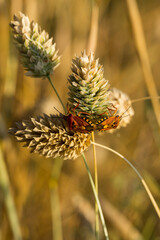 Carpocoris pudicus is a species of shield bug in the family Pentatomidae.