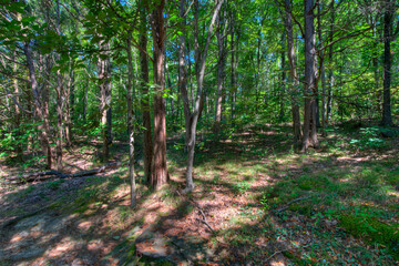 blue sky showing through a Sun dappled summer woodland forest 