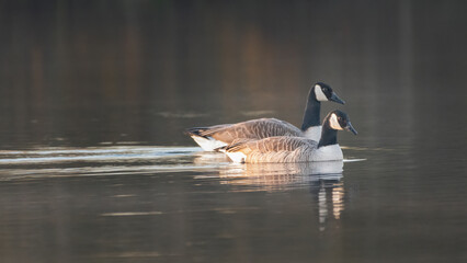 Pair of Canada geese swimming on a spring morning. Tranquil wildlife scene.