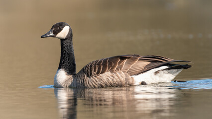 Obraz premium Canada goose closeup portrait. Beautiful British waterfowl species.