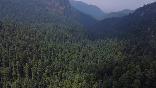 Bosque con niebla en los Dinamos, ciudad de M&eacute;xico