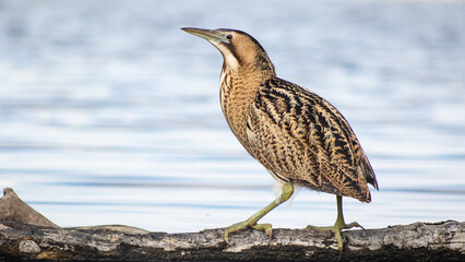 Great bittern (Botaurus stellaris) on a lake