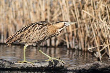 Great bittern (Botaurus stellaris) on a lake