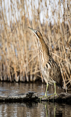 Great bittern (Botaurus stellaris) hiding in the reeds