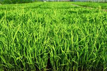 稲作プール育苗で育てた稲苗