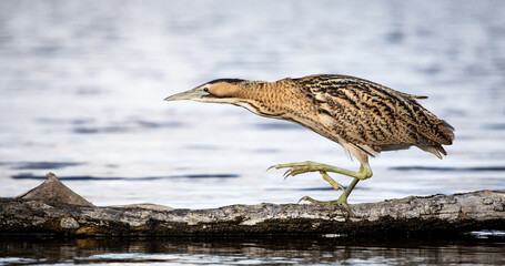 Great bittern (Botaurus stellaris) fishing on a lake
