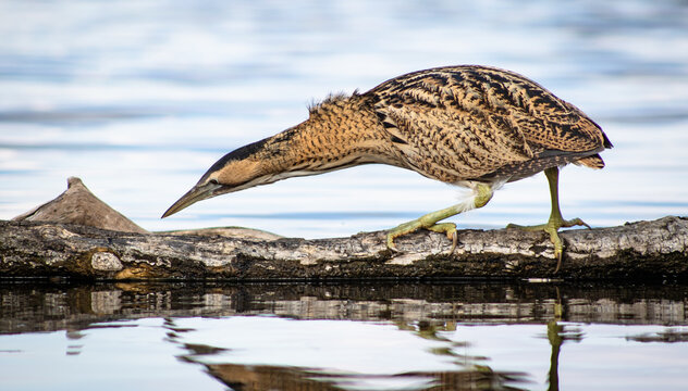 Great bittern (Botaurus stellaris) fishing on a lake