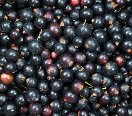 black currant fresh for wallpaper screensaver background macro