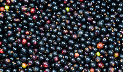 black currant fresh for wallpaper screensaver background macro