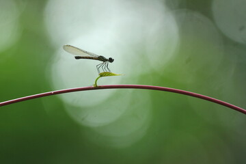 dragonfly on a green leaf - obrazy, fototapety, plakaty