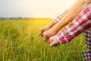 smart farmers doing hands fist on rice field to encourage each other for successful
