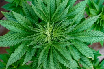 Top cannabis plant
