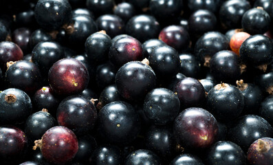 close up of black currants