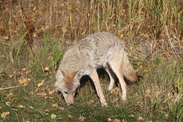 Naklejka na ściany i meble Coyote Hunting