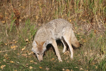 Coyote Hunting