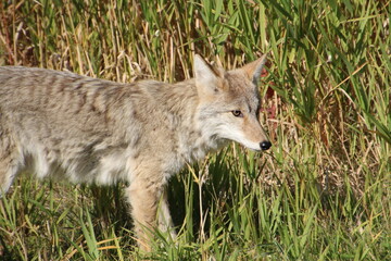 Side Of Coyote