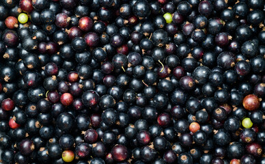 currant background