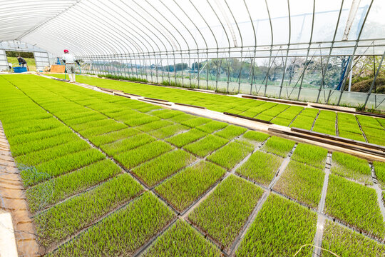 農業　ビニール育苗ハウスでの稲苗水管理