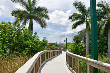 Fototapeta na wymiar Wooden boardwalk walking trail with palm trees in Port St Lucie, Florida
