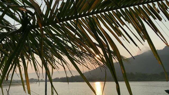 The landscape of the river in the sunrise with coconut palms leaves in the foreground