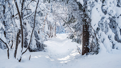 Snowy mixed forest on winter day. Frost covered branches of trees after snowfall.