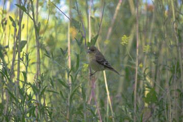 goldfinch in bush