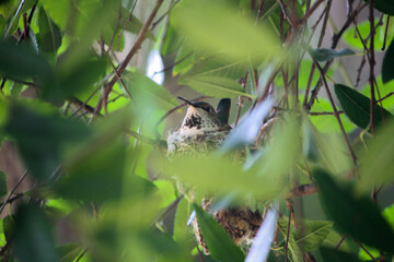 hummingbird in nest