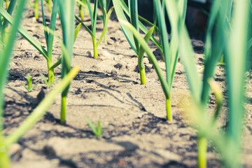 Garlic is grown on bed. Fresh green vegetable leaves on farm. Cultivate for healthy diet. Harvest for vegetarian dishes
