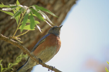 Western Bluebird in a tree