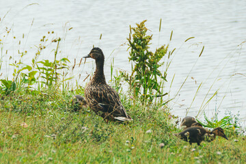 Wild duck with ducklings on shore of lake