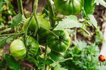 Growing green tomatoes in ground. Vegetables hang on branches, preparing for ripening. Care for fresh harvest in greenhouse.