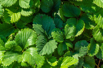 Green strawberry leaves in sunny garden. Growing berries on bed. Ecofarm for production of vegetables and fruits