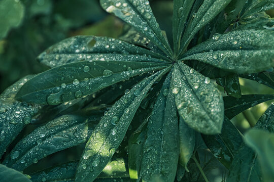 Lupin leaves with dew drops in summer garden. Green natural background for floristry. Fresh stems after rain.