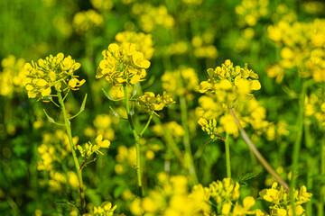 Yellow rapes flowers on sunny summer day. Green leaves and systems for harvesting for animal feed. Ingredient for rapeseed oil. Growing Brassica napus, spring gardening. Fuel for biodiesel.