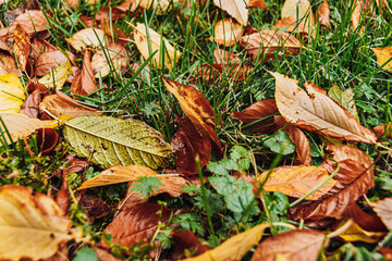 First leaf fall on autumn day. Yellow leaves in green grass after strong wind. Walk in park among trees