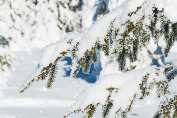 Pine branches are covered with snow. Blizzard in fabulous frosty winter forest. Coniferous needles in hoarfrost and ice. Firs after snowfall.