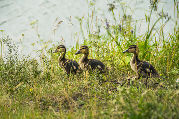 Wild duck with ducklings on shore of lake