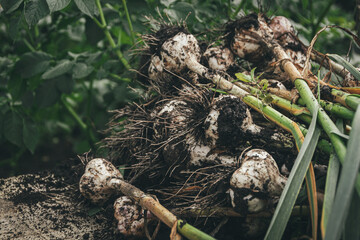 Bunch of ripe garlic on ground. Harvest in autumn