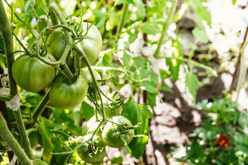 Growing green tomatoes in ground. Vegetables hang on branches, preparing for ripening. Care for fresh harvest in greenhouse.