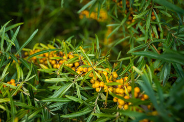 Ripe sea buckthorn berries in summer forest. Harvesting on branches. Ingredient for freshly squeezed juice. Growing fruit in garden. Hippophae rhamnoides