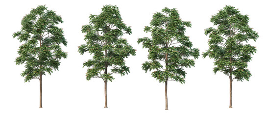 A tree with flowers on a white background.