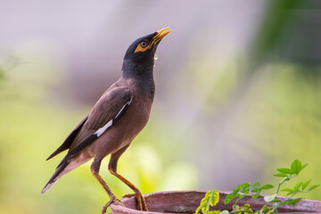 Common Myna drinking water with droplets.